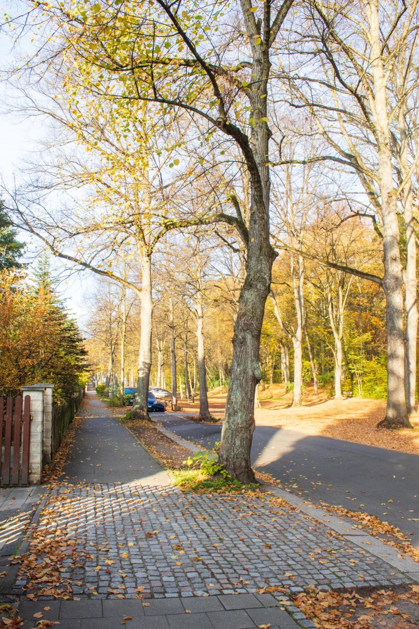 Stadtnatur Apartment Am Kuechwald - Mit Balkon, Streaming-Tv, Badewanne, Arbeitsplatz Chemnitz Extérieur photo
